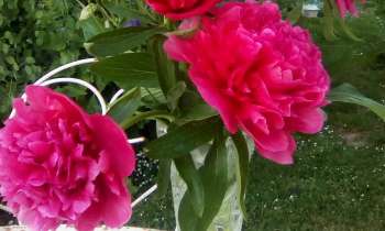12488 | pivoines - 