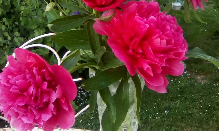 Puzzle pivoines