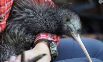 Puzzle 8937 - Kiwi en confiance