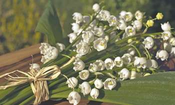 Puzzle 7756 - Joli bouquet de muguets