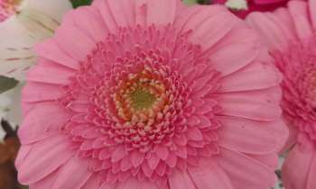 Puzzle 8205 - Très beau gerbera rose
