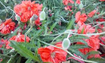 11883 | pavots - 