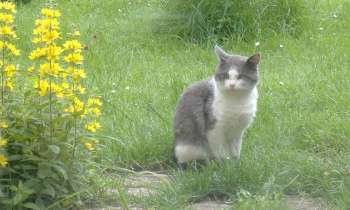 Puzzle 8910 - chat