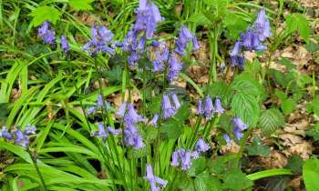 Puzzle 8014 - fleurs sauvages