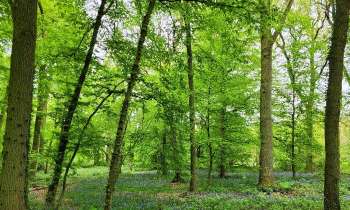 Puzzle 11304 - Sous-bois