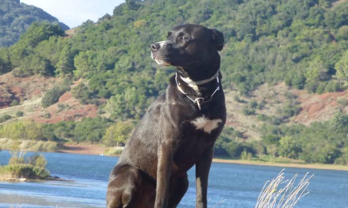 Puzzle Chien en vacances