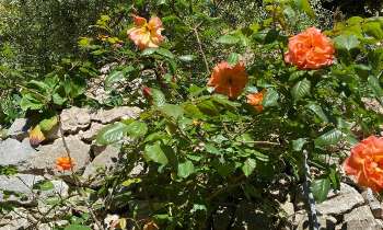 Puzzle 9537 - Roses Saumons