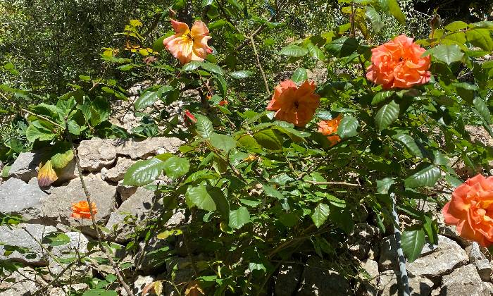 Puzzle Roses Saumons
