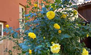 Puzzle 8927 - Rosier pleureur