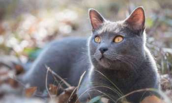 Puzzle 7785 - Chartreux