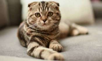 Puzzle 7898 - Scottish Fold