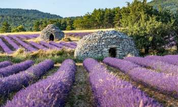 Puzzle 9322 - Champs de lavande