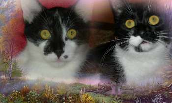 Puzzle 8788 - Mes chats