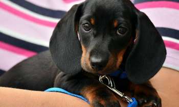 Puzzle 7837 - chiot teckel