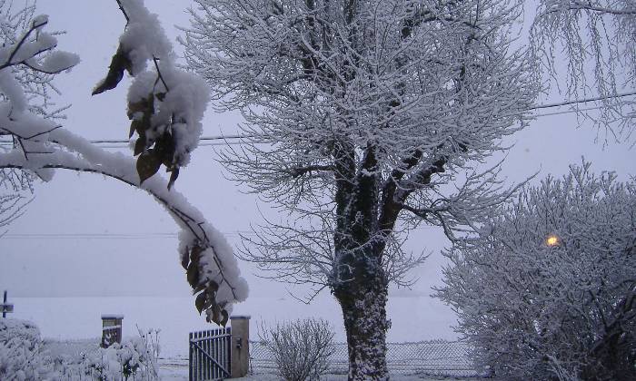Puzzle jardin sous la neige - Paysages & Fleurs - Absolu Puzzle