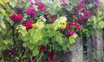 Puzzle 11546 - façade fleurie