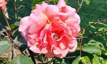 Puzzle 10721 - Mon amie la Rose
