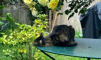 Puzzle 9771 - Naya se repose