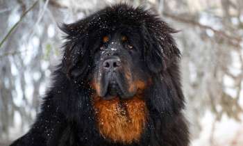 Puzzle 8709 - Dogue du Tibet