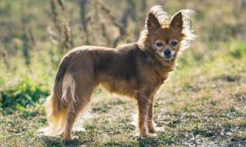 Puzzle 7968 - Petit chien russe