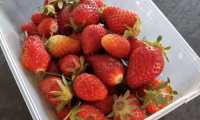 Puzzle Fraises