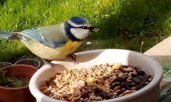 Puzzle 8021 - mésange bleue
