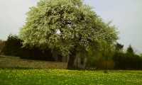 Puzzle arbre majestueux