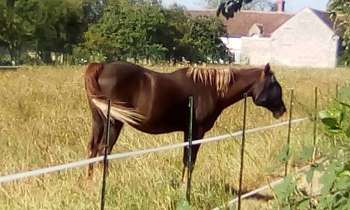 Puzzle 7915 - cheval