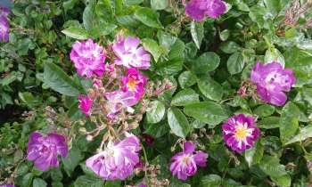 Puzzle 10838 - rosier buisson