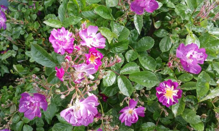 Puzzle rosier buisson