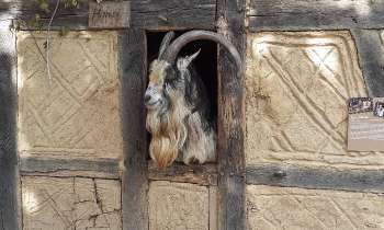 Puzzle 9987 - Face de bouc