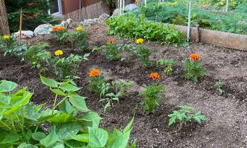 Puzzle 12410 - Tomates