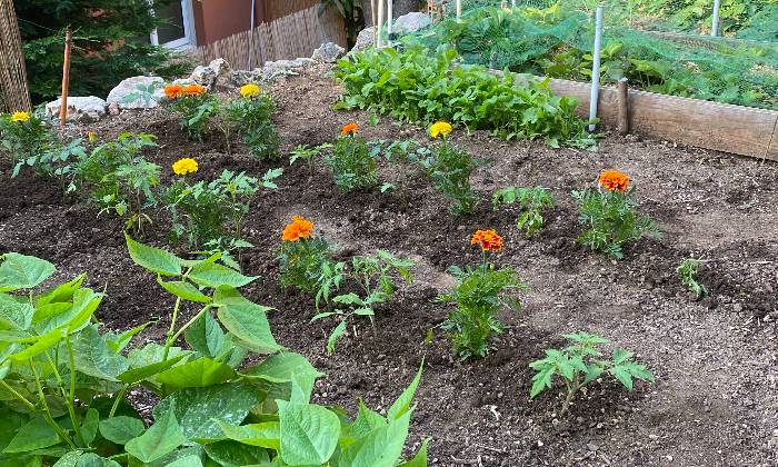 Puzzle Tomates