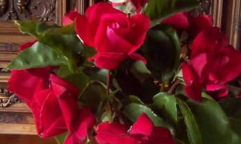 Puzzle 13112 - bouquet de roses