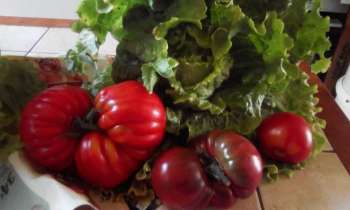 Puzzle 9379 - tomates