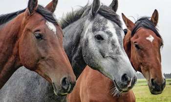 Puzzle 9534 - Chevaux