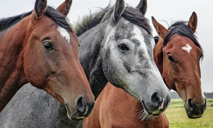 Puzzle Chevaux