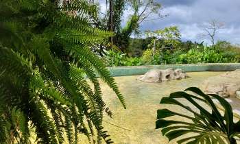 Puzzle 11537 - paysage luxuriant