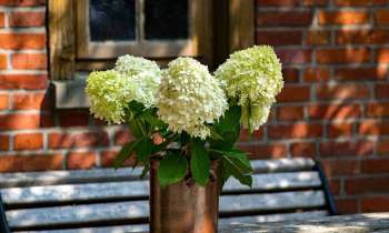 Puzzle 8186 - bouquet de fleurs