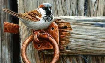 Puzzle 10126 - moineau