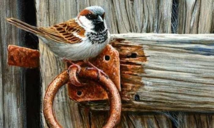 Puzzle moineau