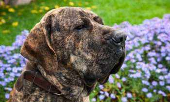 Puzzle 8164 - Fila Brasileiro