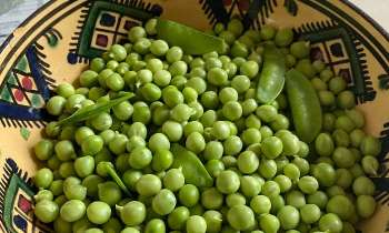 Puzzle 9943 - Petit pois du jardin