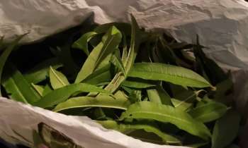 15091 | Verveine citronée - 