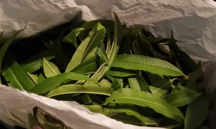 Puzzle Verveine citronée - Paysages & Fleurs - Absolu Puzzle