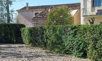 Puzzle 8128 - Haie de buis