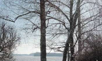 Puzzle 12716 - bouleaux en hiver