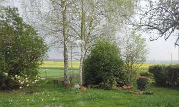 8944 | bouleaux au printemps - 