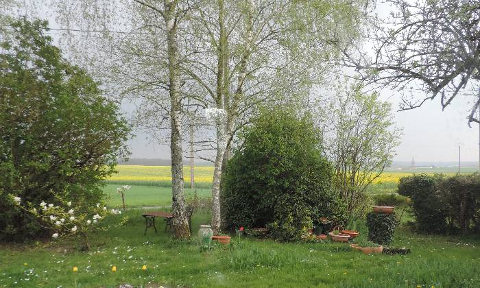 Puzzle bouleaux au printemps