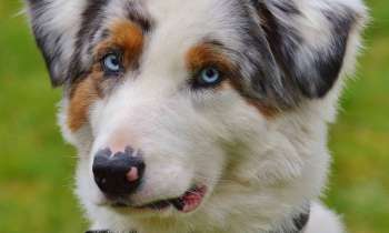 Puzzle 8464 - Jeune Berger Australien